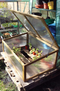 Plants growing in a cold frame next to a greenhouse in a garden